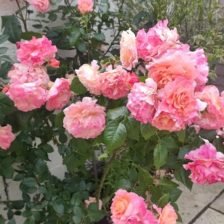 Adaline House * Dublin