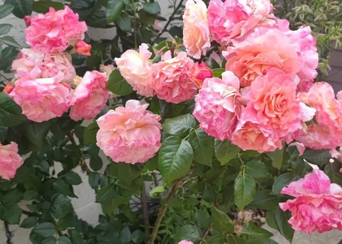 Adaline House * Dublin